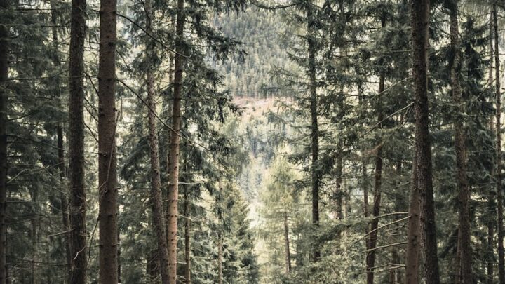 tall trees