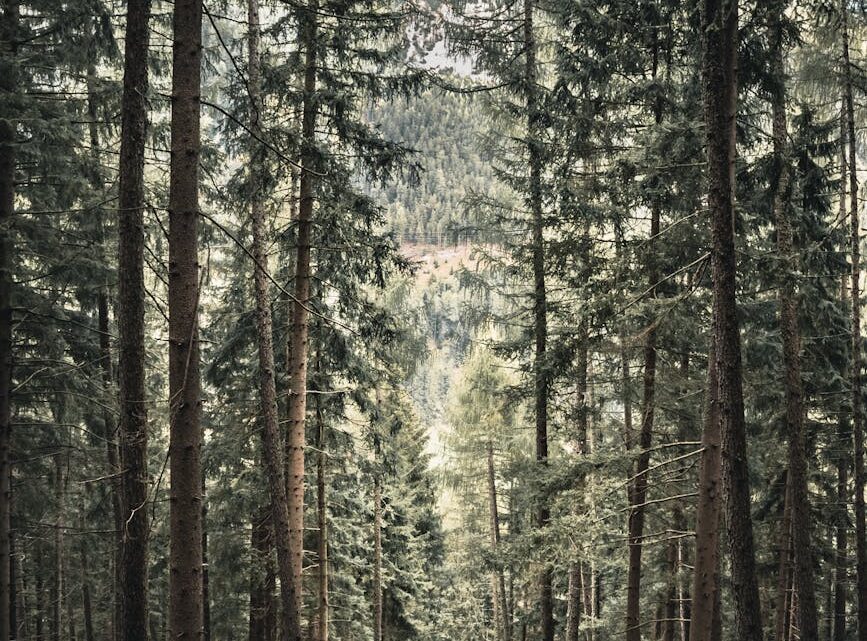 tall trees