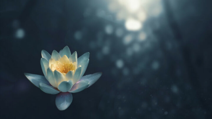 The Dharma of Cultivation